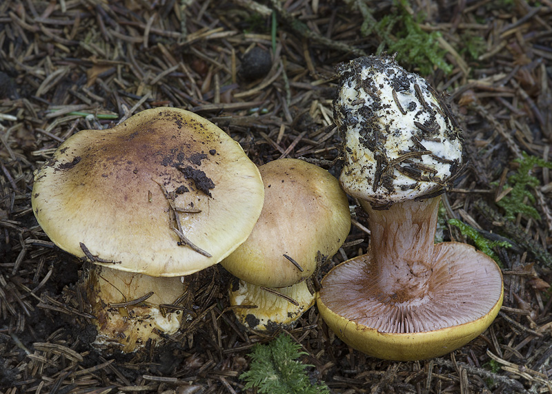 Cortinarius aureopulverulentus